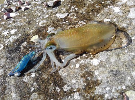 エギング＆穴釣り